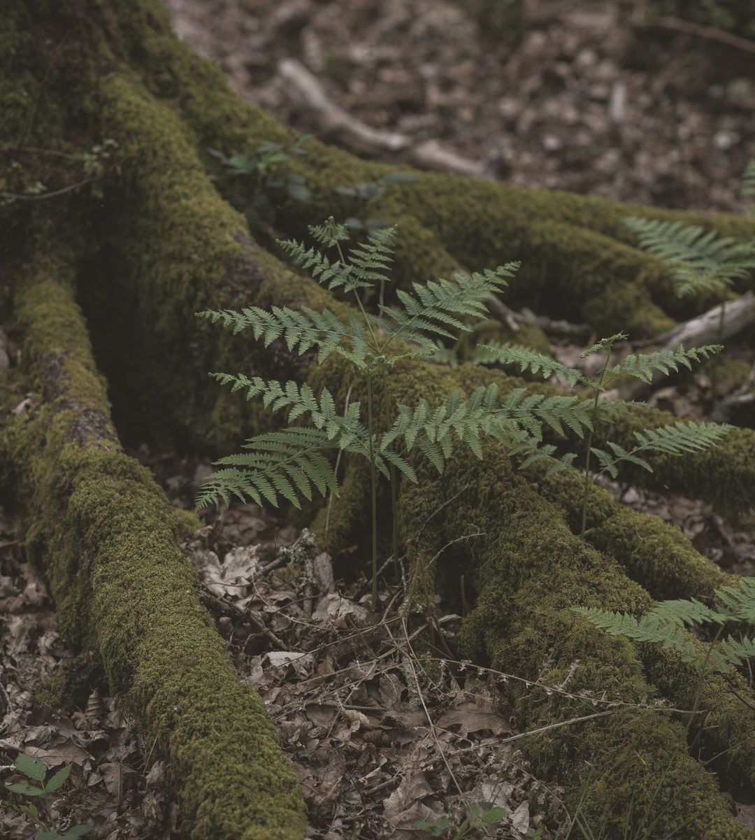 Moss-covered tree roots, close up
